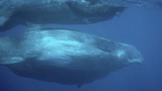 Sperm Whales Also Inspired By Kristy's Great Idea
